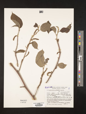 Morus insignis image