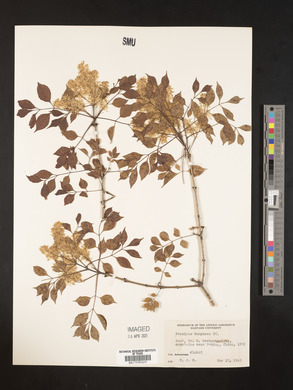 Fraxinus bungeana image