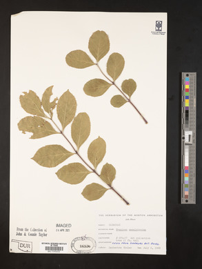 Fraxinus mandshurica image