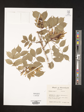 Fraxinus ornus image