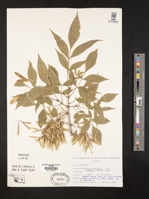 Fraxinus velutina image