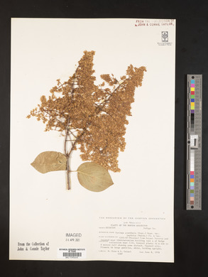 Syringa amurensis image