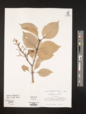 Syringa amurensis image