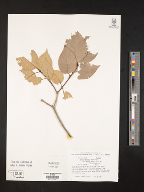 Syringa amurensis image