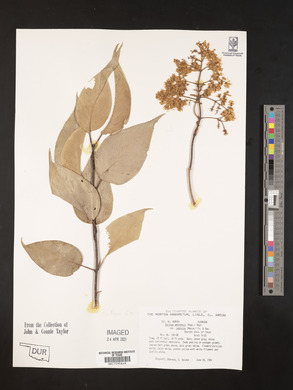 Syringa amurensis image