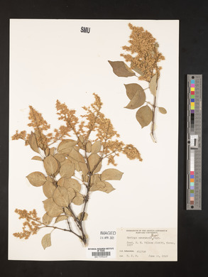 Syringa amurensis image