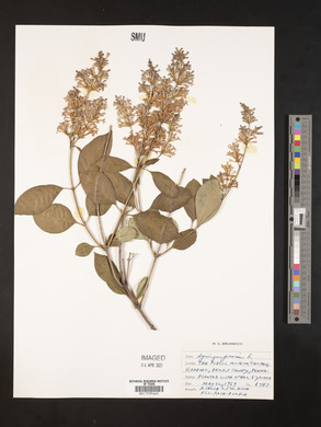 Syringa persica image