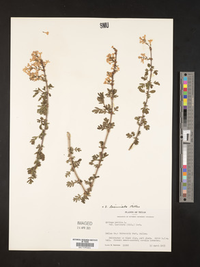 Syringa persica image