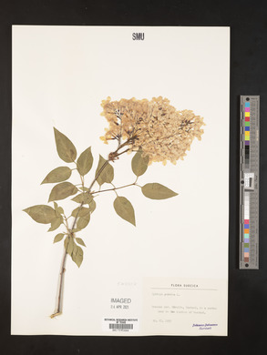 Syringa persica image