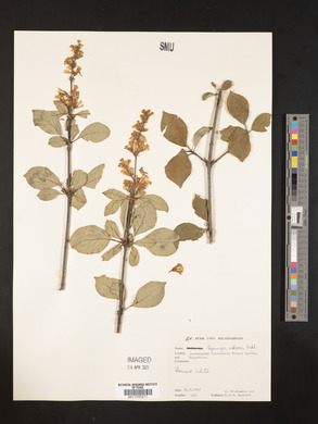 Syringa villosa image