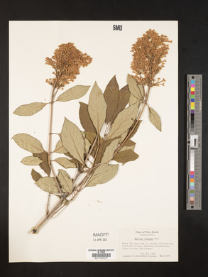 Syringa villosa image