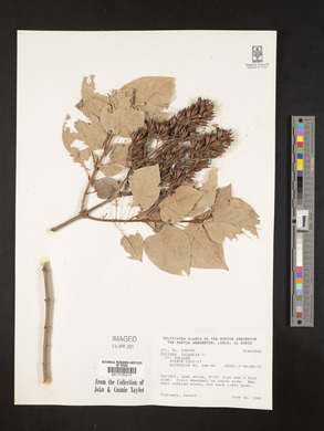 Syringa vulgaris image