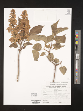 Syringa vulgaris image