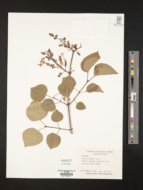 Syringa vulgaris image