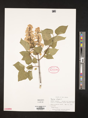 Syringa vulgaris image