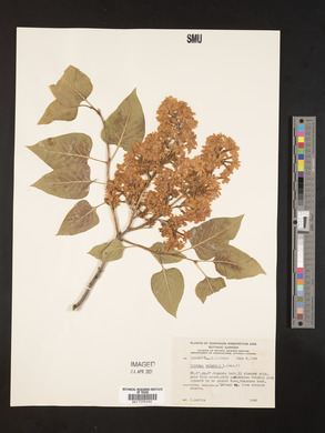 Syringa vulgaris image