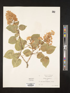 Image Associated With the Occurence