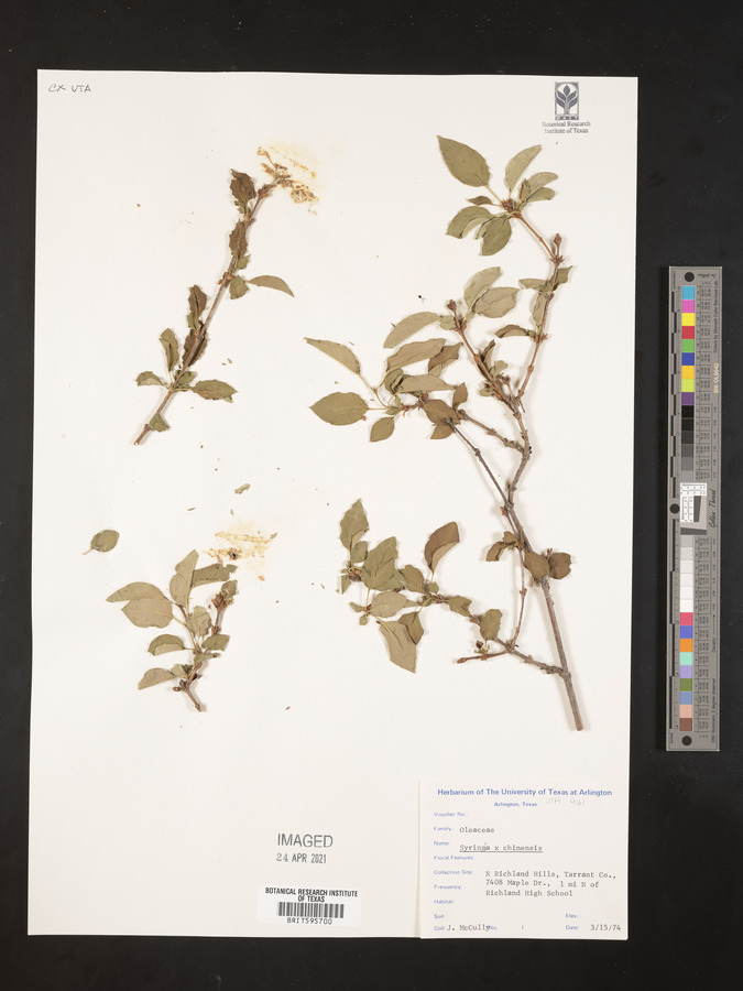 Syringa chinensis image