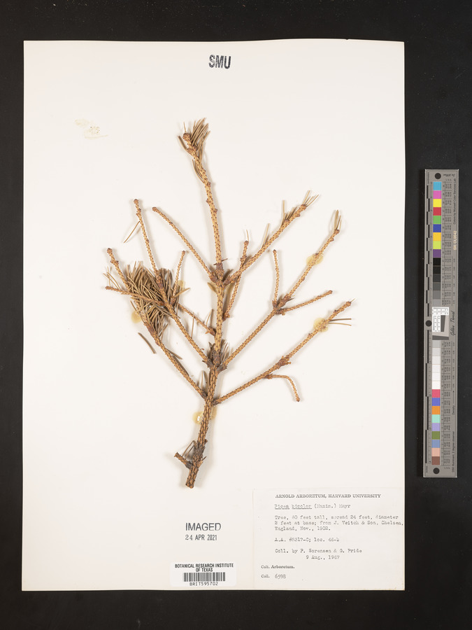 Picea alcoquiana image
