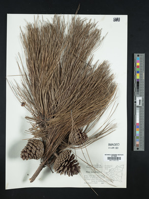 Pinus oocarpa image