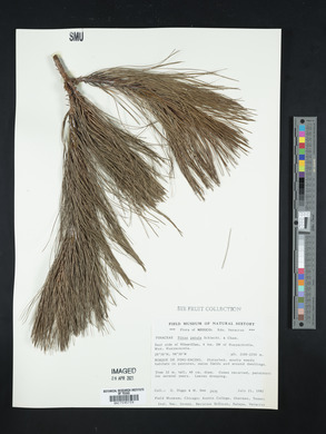 Pinus patula image
