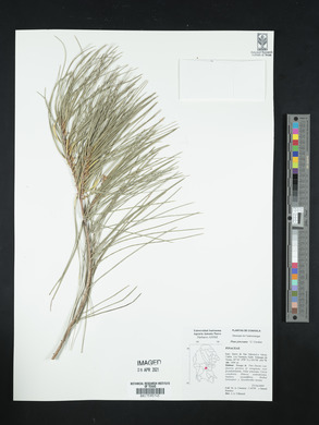 Pinus pinceana image