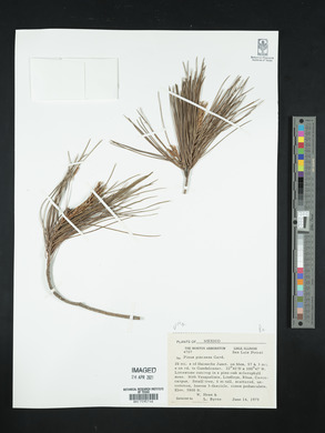 Pinus pinceana image