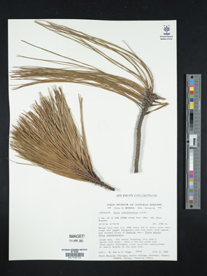 Pinus pseudostrobus image