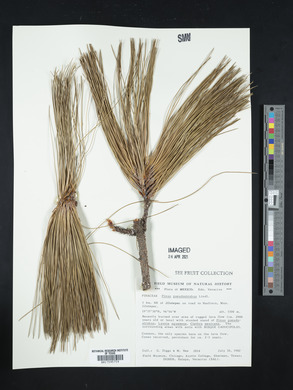 Pinus pseudostrobus image