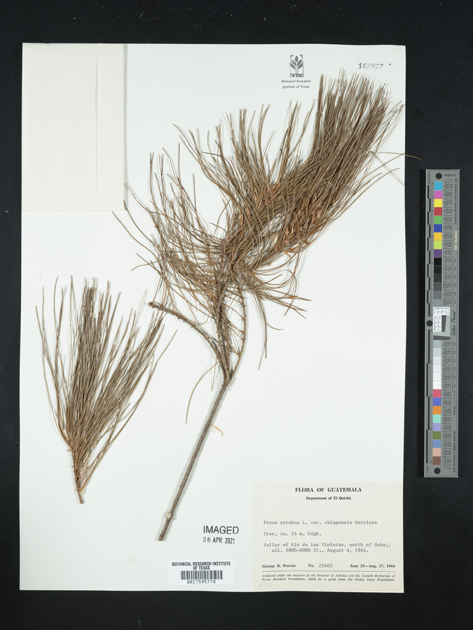 Pinus strobus var. chiapensis image