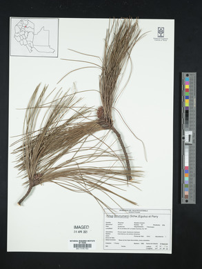 Pinus tecunumanii image