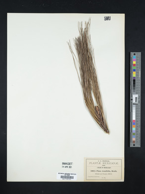 Pinus tenuifolia image