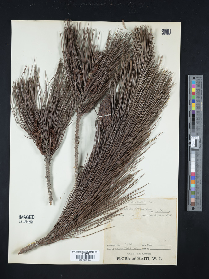 Pinus occidentalis image