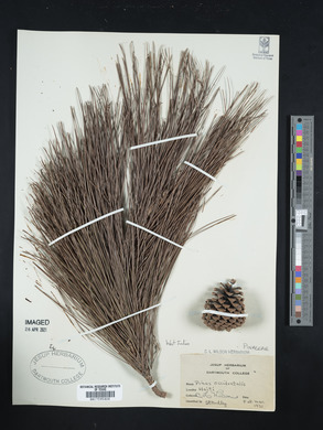 Pinus occidentalis image