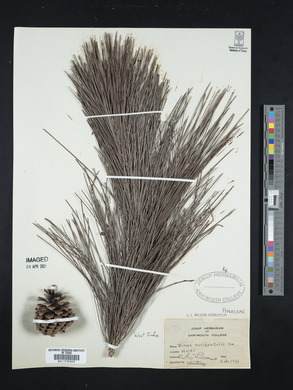 Pinus occidentalis image