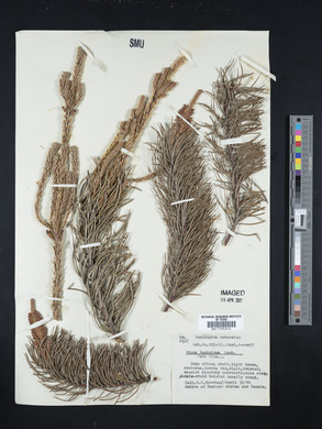 Pinus banksiana image