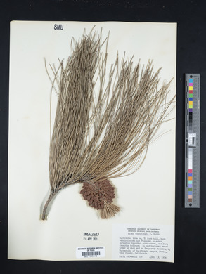 Pinus canariensis image