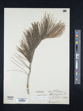 Pinus caribaea image