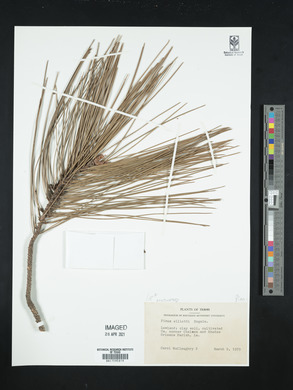 Pinus elliottii image