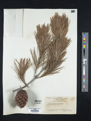 Pinus halepensis image