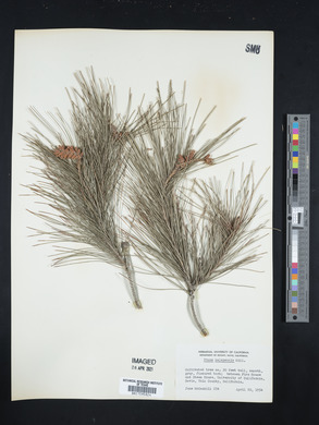 Pinus halepensis image