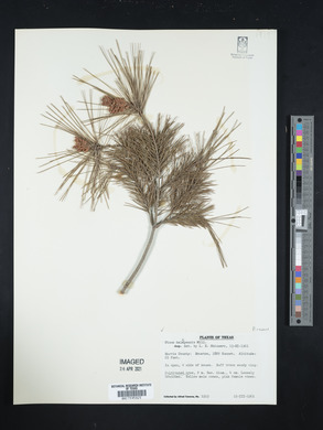 Pinus halepensis image