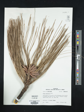 Pinus palustris image