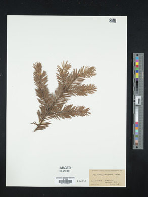 Pseudotsuga menziesii image