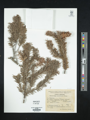 Pseudotsuga menziesii var. glauca image