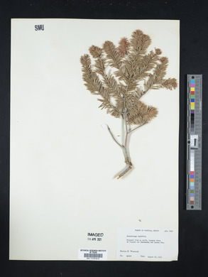 Pseudotsuga menziesii image