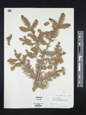 Pseudotsuga menziesii image