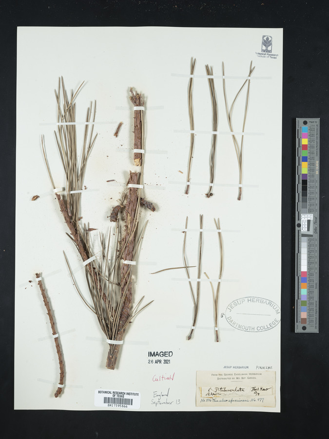 Pinus radiata var. radiata image
