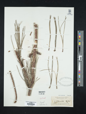 Pinus radiata var. radiata image