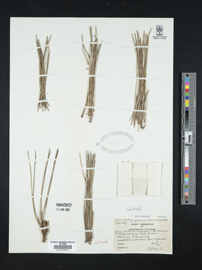 Pinus radiata var. radiata image